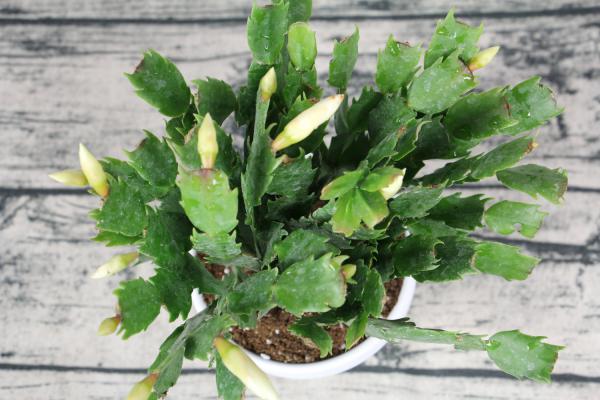 蟹爪兰开成2米花树，太阳花养成老桩，1招就搞定！