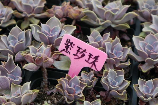 紫珍珠种子怎么种