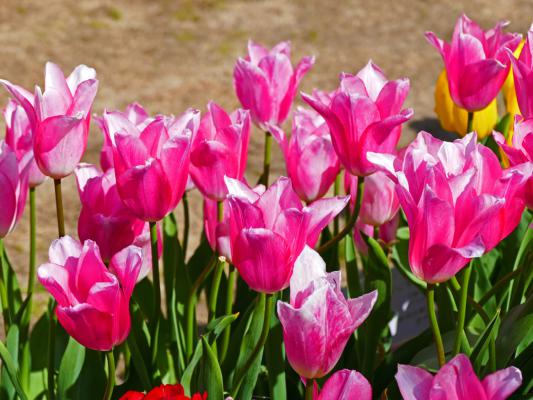 水培郁金香多久能开花