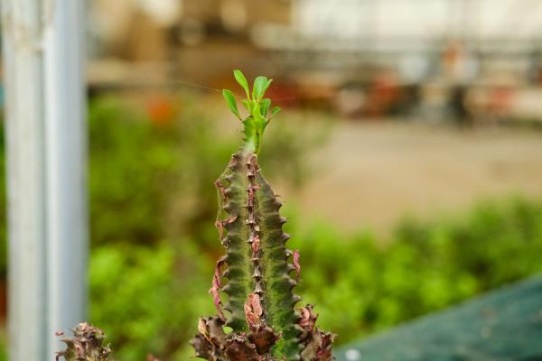 龙骨花怎么繁殖