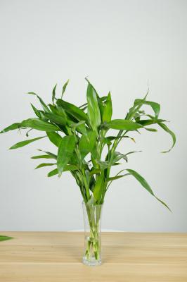 富贵竹的水发臭怎么办