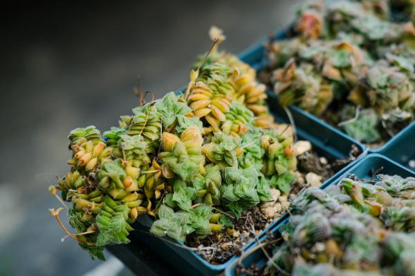 多肉植物怎么换盆