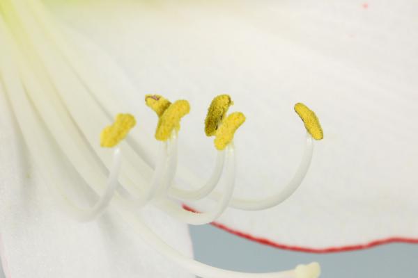 朱顶红的花期怎么延长