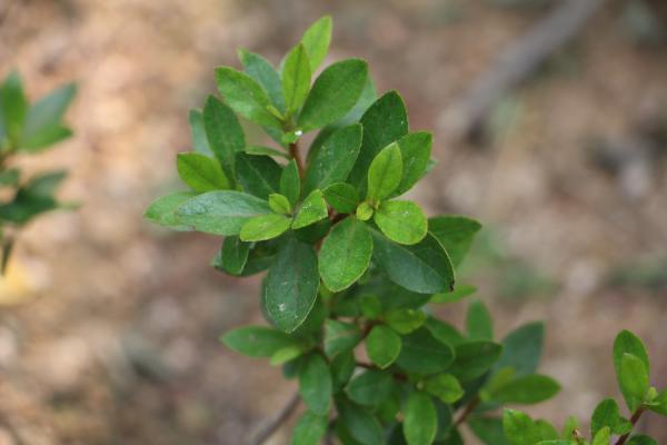 盆栽西洋鹃怎么养殖
