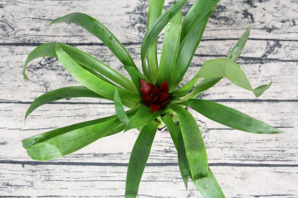 鸿运当头烂根了怎么办