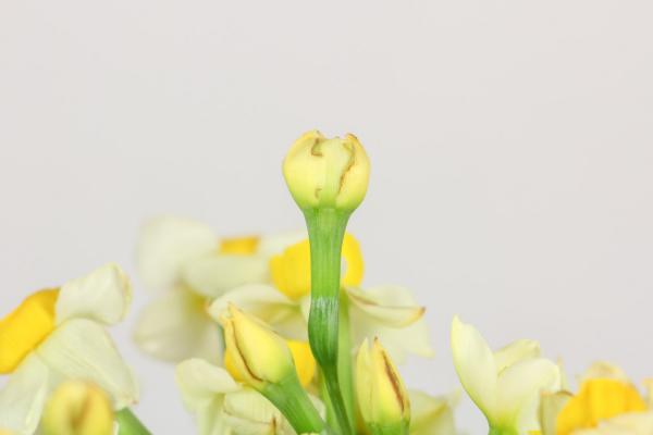 水仙开花后怎么处理