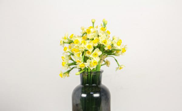 如何让水仙多开花