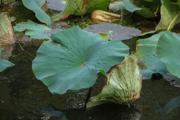 怎么样在家里养荷花