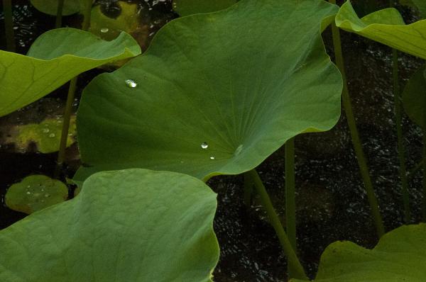 如何延长荷花花期