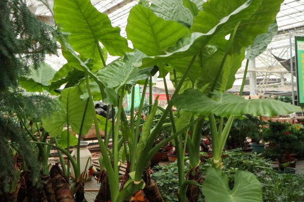 滴水观音怎么养长得粗壮