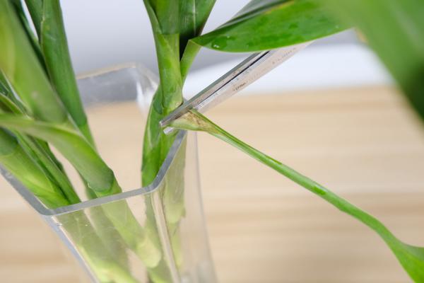 富贵竹买回家,10棵死了9棵,扎心了!