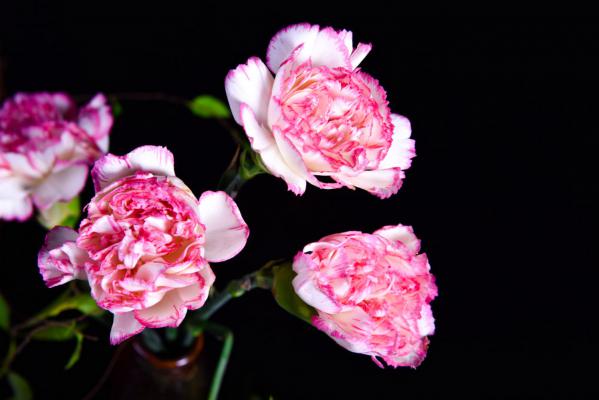 康乃馨多久浇一次水