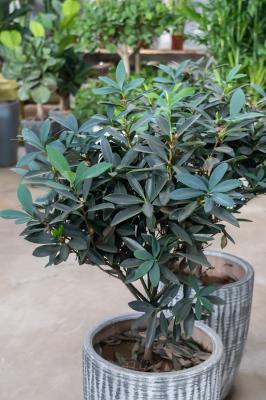 绿萝茶花…裹个毛巾，大冬天也呼呼冒根，20天长满盆！