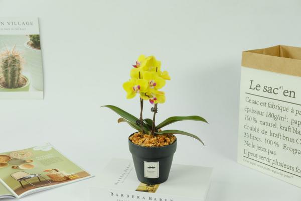 蝴蝶兰花谢了从哪里剪