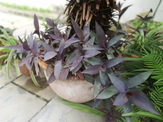 紫竹梅怎么浇水