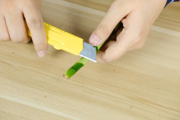 富贵竹冻伤了怎么办