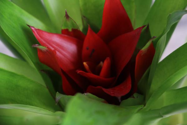 鸿运当头花谢了之后怎么办