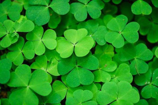 酢浆草种子怎么种