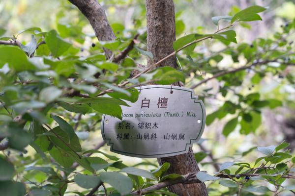 白檀夏天怎么养