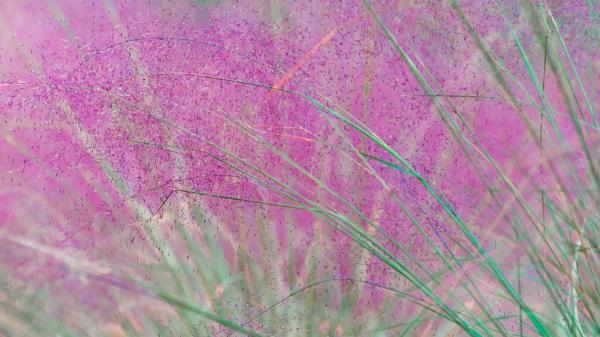 粉黛乱子草的播种方法