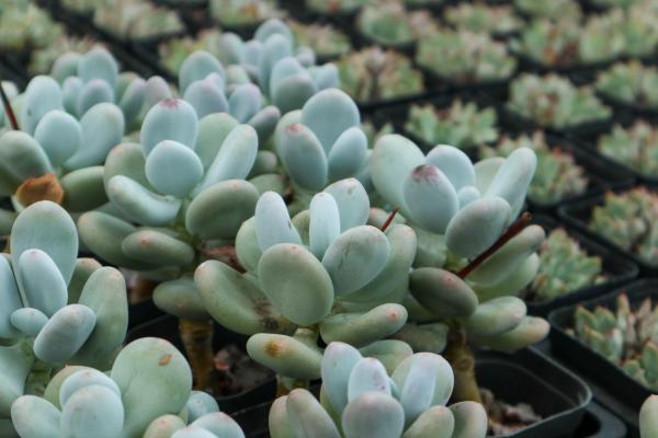 多肉盆底撒点小东西,呼呼长爆盆,20年不烂根!