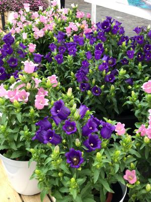 风铃草种子怎么种