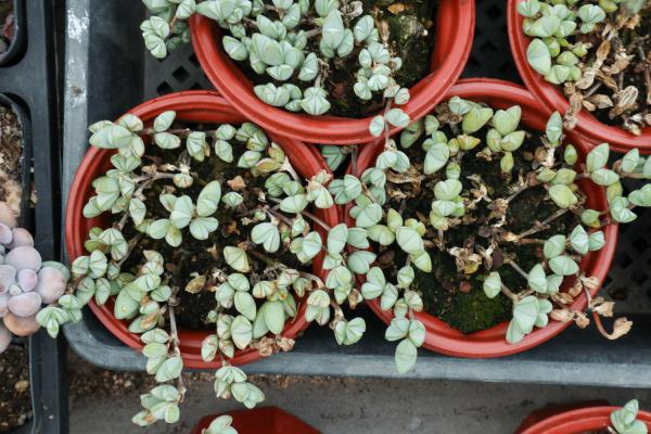 碧玉莲如何度夏