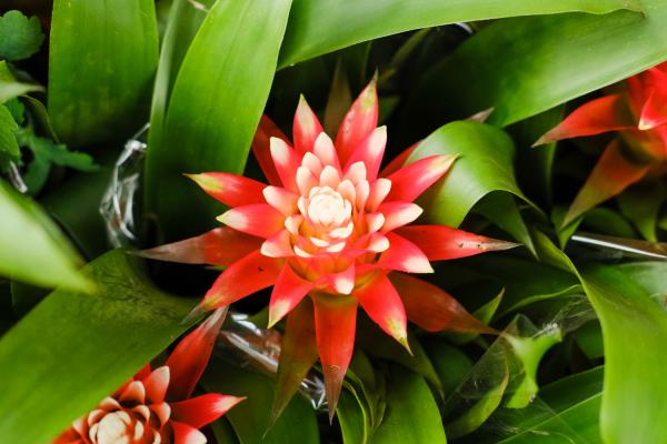 观赏凤梨不开花？学了这一招，鲜花开满盆！