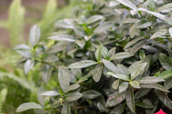 栀子花谢了后别轻视，好好养护，下次才能花满枝！