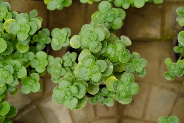 碰碰香冬天能扦插吗