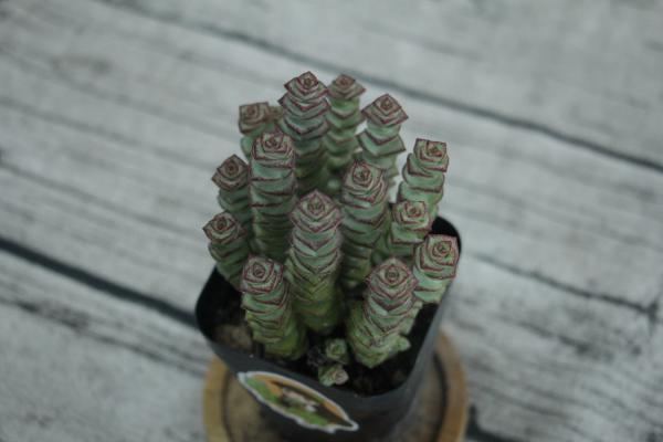 钱串怎么养长得快