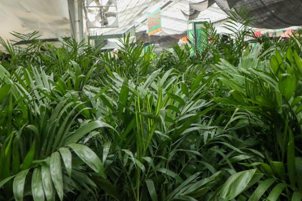 夏威夷椰子种子怎么种