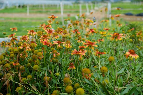 天人菊的种子怎么种