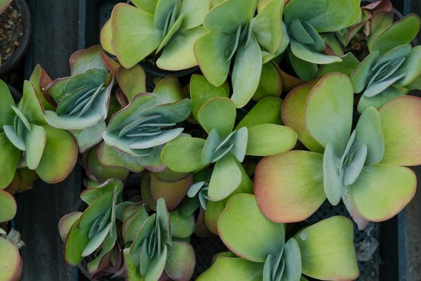 唐印种子怎么种