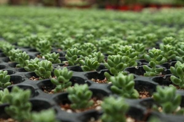 新玉缀怎么繁殖