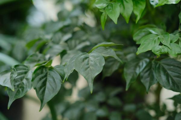 幸福树种子怎么种