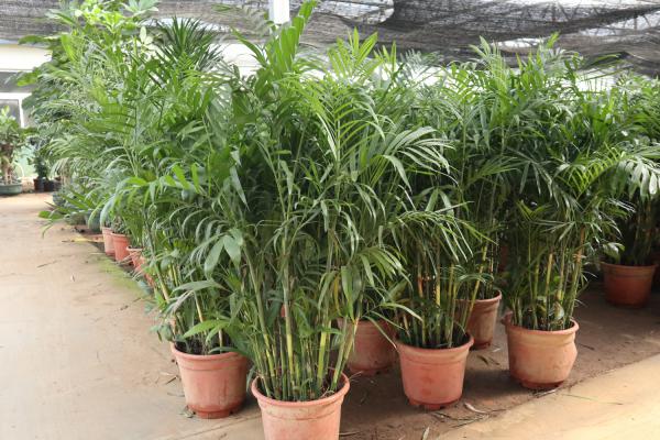 夏威夷椰子的繁殖方法