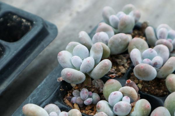 桃美人怎么施肥