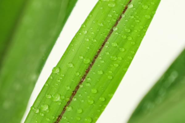 姜荷花的种植方法