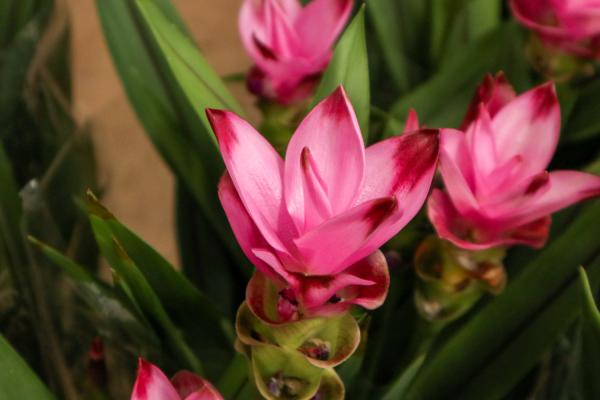 姜荷花休眠期怎么管理