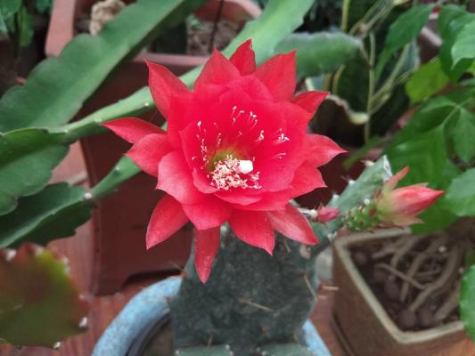 令箭荷花怎么施肥