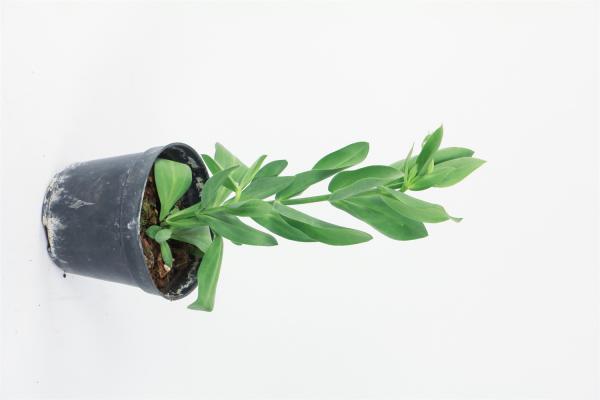 洋桔梗怎么浇水