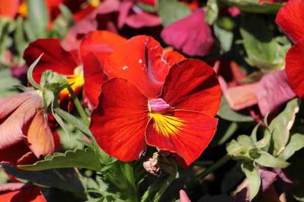 三色堇怎么浇水