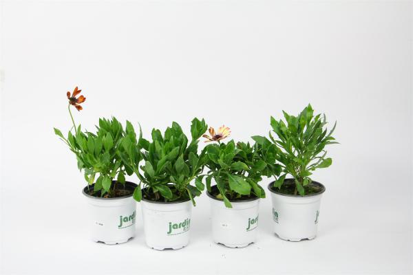 蓝目菊怎么施肥