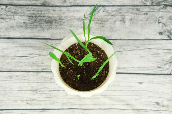 香雪兰怎么浇水