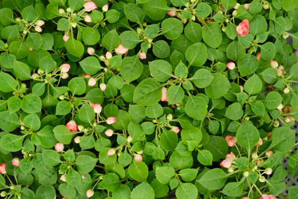 凤仙花冬天能种吗