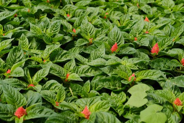 如何使鸡冠花在元旦开花