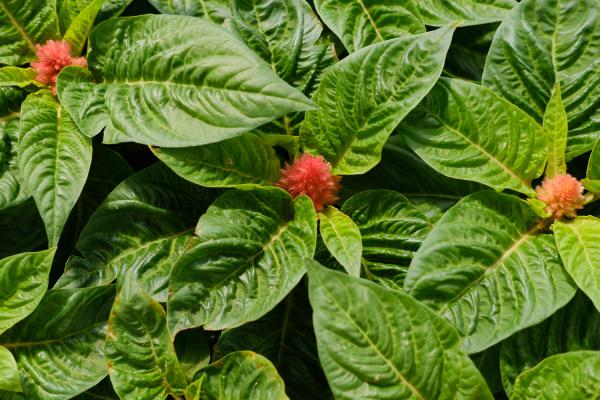 鸡冠花冬天养殖的禁忌