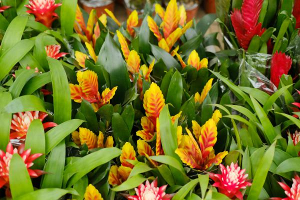 如何使铁兰在元旦开花