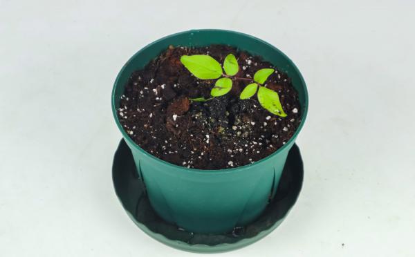 铁线莲的冬天养殖禁忌